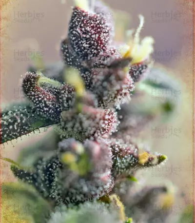 Ice Cool Auto (Sweet Seeds) Cannabis-Samen