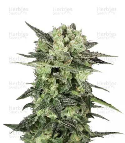 Auto Mk-Ultra (T.H. Seeds) Cannabis-Samen