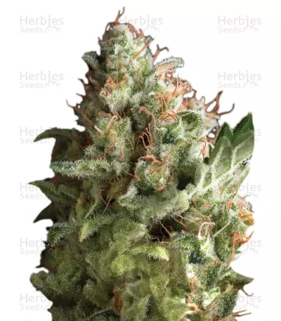 Pipi (Pyramid Seeds) Cannabis-Samen