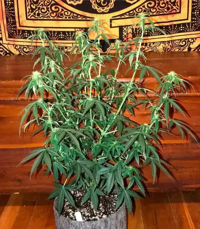 OG Kush Auto (Dr. Krippling Seeds) Cannabis-Samen