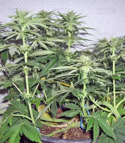 Pineapple Chunk feminisierte Samen (Barney’s Farm)