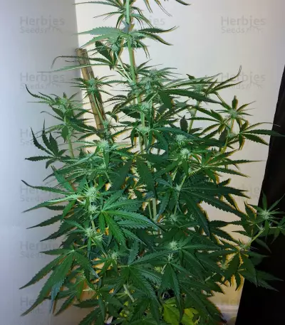 2 Fast & 2 Vast Auto (Heavyweight Seeds) Cannabis-Samen