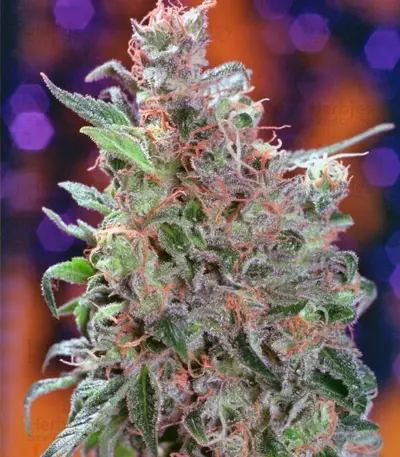Californian Orange (Dutch Passion) Cannabis-Samen