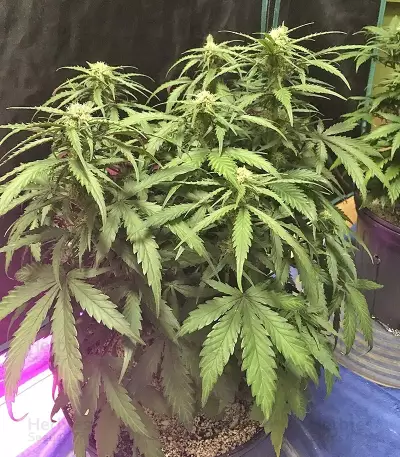 Chocolate Orange Auto (Dr. Krippling Seeds)
