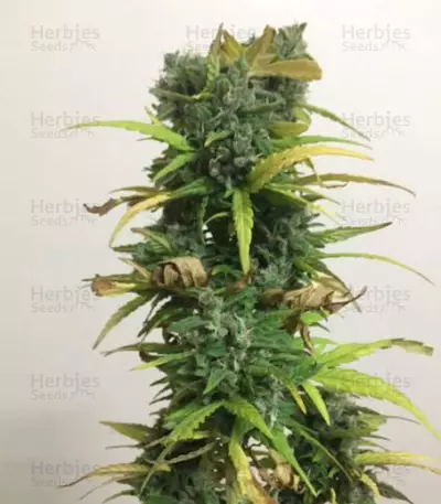 Critical Impact (Vision Seeds) Cannabis-Samen