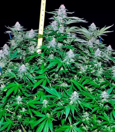 Critical + (Dinafem Seeds) Cannabis-Samen