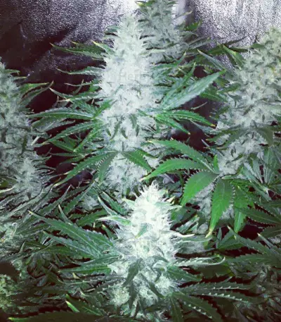 Pure AK (Female Seeds) Cannabis-Samen