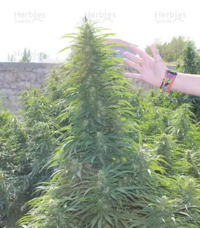 Super Skunk (Vision Seeds) Cannabis-Samen