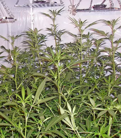 Trainwreck regular (Humboldt Seeds Organization) Cannabis-Samen