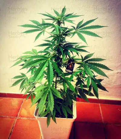 Zombie Haze Auto (Sumo Seeds) Cannabis-Samen