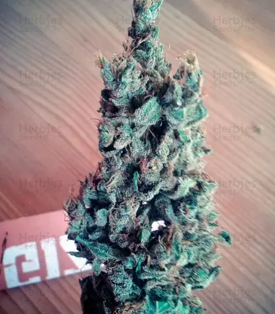 Black Jack F1 Fast Version (Sweet Seeds) Cannabis-Samen