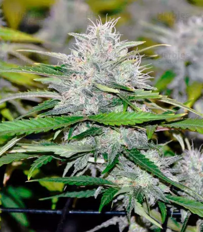 Cream Mandarine XL Auto (Sweet Seeds)