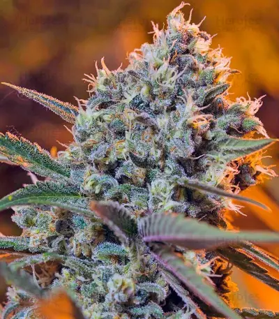 Green Poison F1 Fast Version (Sweet Seeds) Cannabis-Samen
