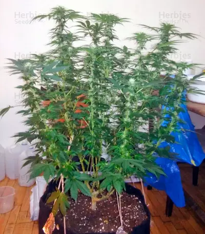 Kaia Kush (GHS) Cannabis-Samen