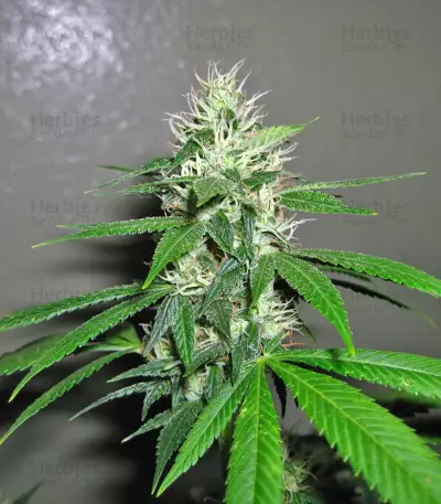 Kaia Kush (GHS) Cannabis-Samen