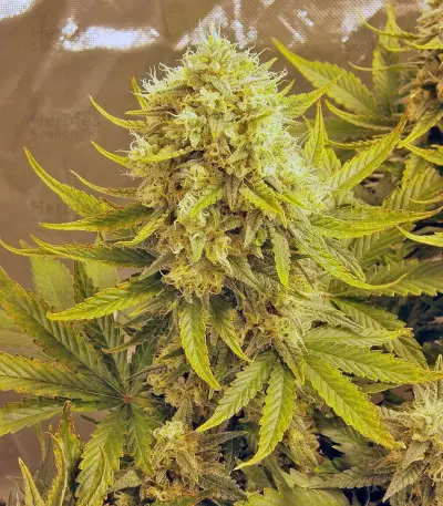 Killer Kush Auto (Sweet Seeds) Cannabis-Samen