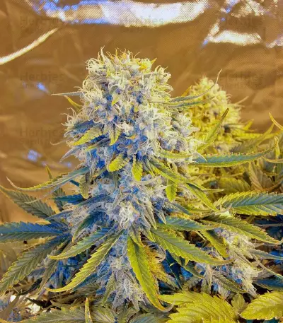 Killer Kush Auto (Sweet Seeds) Cannabis-Samen
