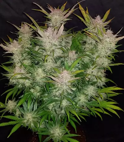Cream Cookies Auto (Fast Buds) Cannabis-Samen