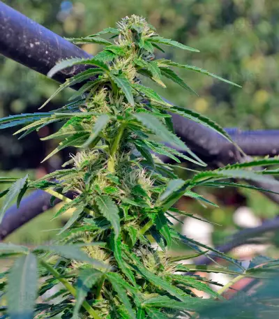 White Russian #1 Auto (Serious Seeds) Cannabis-Samen
