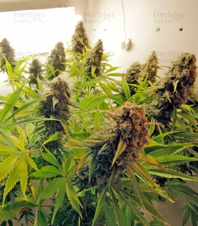 AK-47 (Serious Seeds) Cannabis-Samen