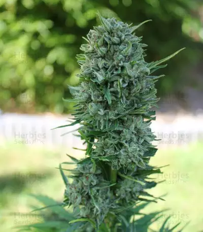 AK-49 Auto (Vision Seeds) Cannabis-Samen