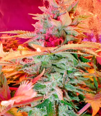 Afghan Kush X Skunk (World of Seeds) Cannabis-Samen