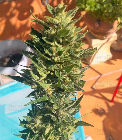 Auto Colorado Cookies strain