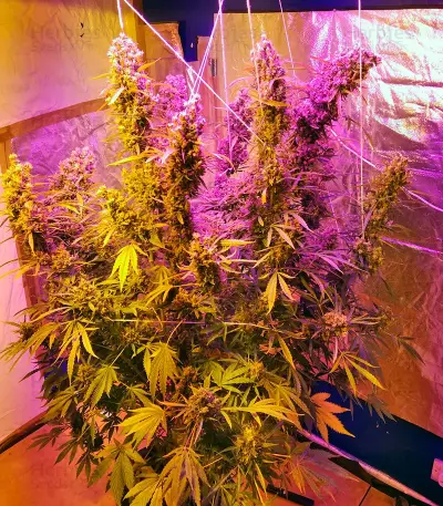 Auto Ultimate (Dutch Passion) Cannabis-Samen