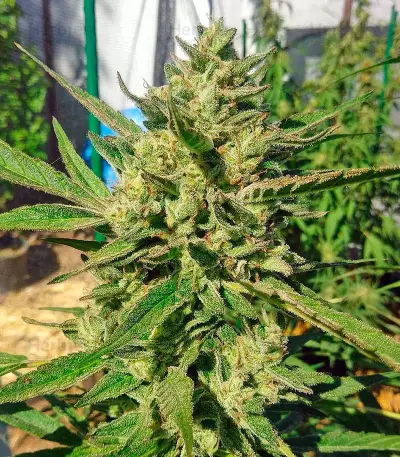 Black D.O.G. (Humboldt Seeds Organization) Cannabis-Samen