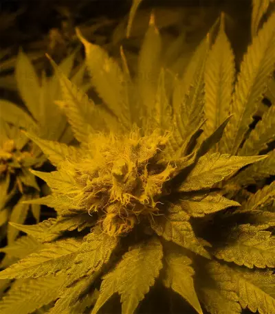 Blueberry Cheesecake (Female Seeds) Cannabis-Samen