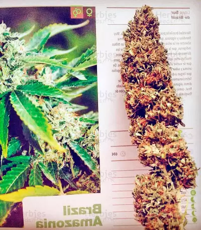 Brazil Amazonia (World of Seeds) Cannabis-Samen