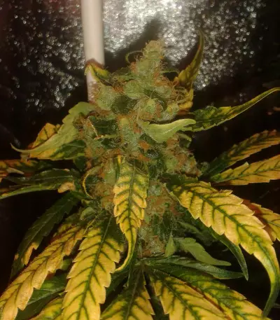 Choco Bud (Vision Seeds) Cannabis-Samen