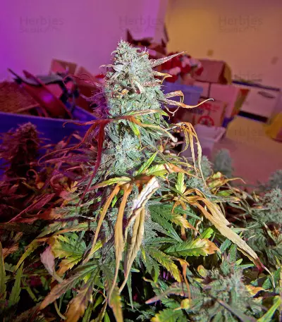 Critical Jack Autoflowering (Dinafem Seeds) Cannabis-Samen