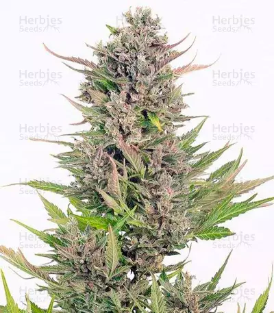 Critical + (Dinafem Seeds) Cannabis-Samen