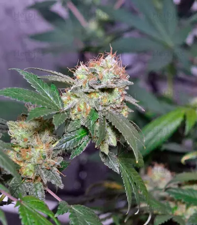 Euforia (Dutch Passion) Cannabis-Samen