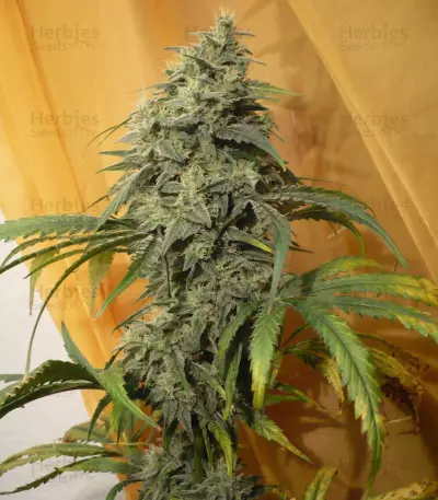 ICE (Female Seeds) Cannabis-Samen
