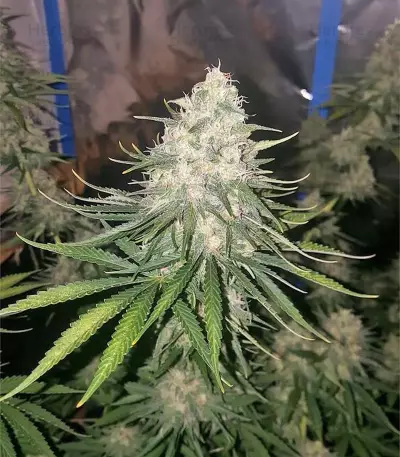 The Incredible Bulk feminisierte Samen (Dr. Krippling Seeds)