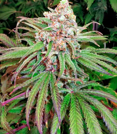 Kaya Gold (Nirvana Seeds) Cannabis-Samen