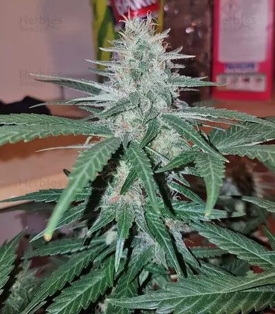 Peyote Cookies strain