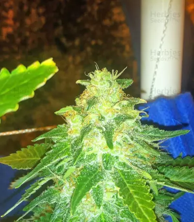Russian Snow (Vision Seeds) Cannabis-Samen