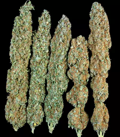 Serious Happiness (Serious Seeds) Cannabis-Samen