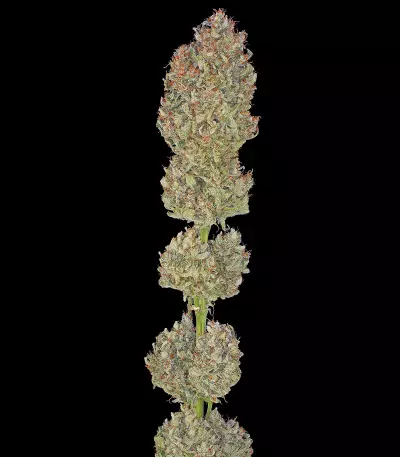 Serious Kush (Serious Seeds) Cannabis-Samen