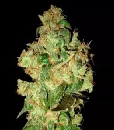 VIP Dwarf Auto (VIP seeds) Cannabis-Samen