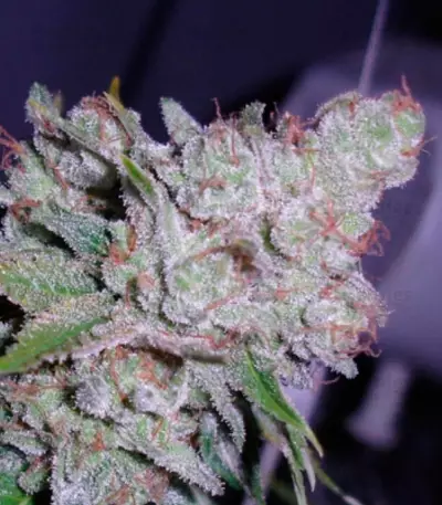 White Berry (VIP Seeds) Cannabis-Samen