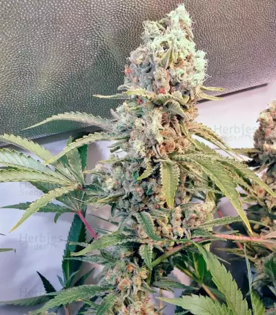 Green Poison (Sweet Seeds) Cannabis-Samen