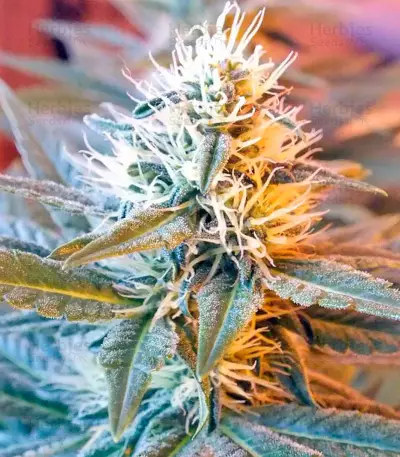 Ladyburn 1974 (GHS) Cannabis-Samen