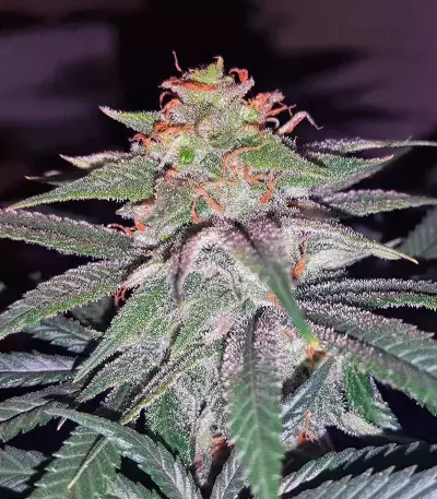 Tutankhamon (King Tut) feminisierte Samen (Pyramid Seeds)