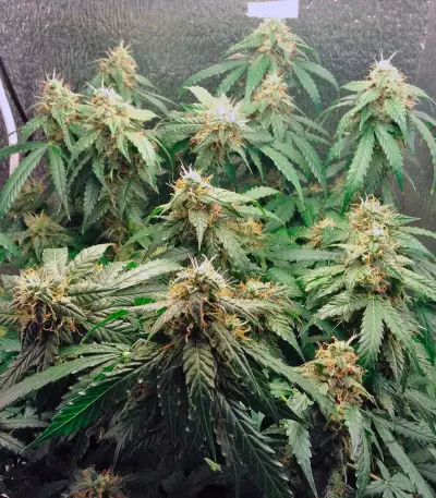 Auto Euforia (Dutch Passion) Cannabis-Samen