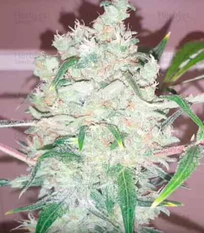 Bulk Smash Auto (Dr. Krippling Seeds) Cannabis-Samen