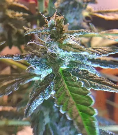 Chocolate Orange Auto (Dr. Krippling Seeds)